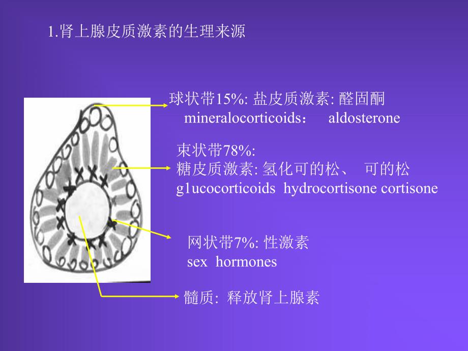 肾上腺皮质激素类药物[精品].ppt_第3页