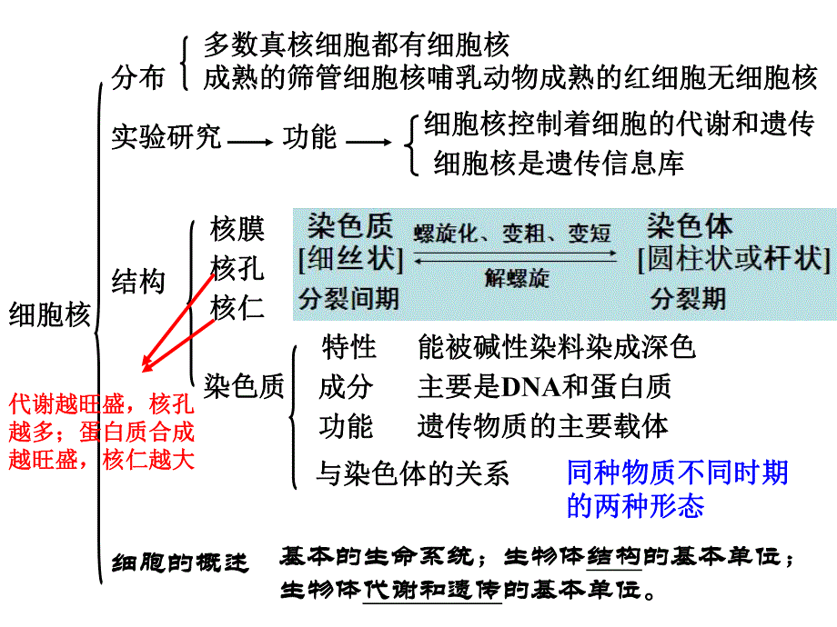 系统的控制中心细胞核.ppt_第2页