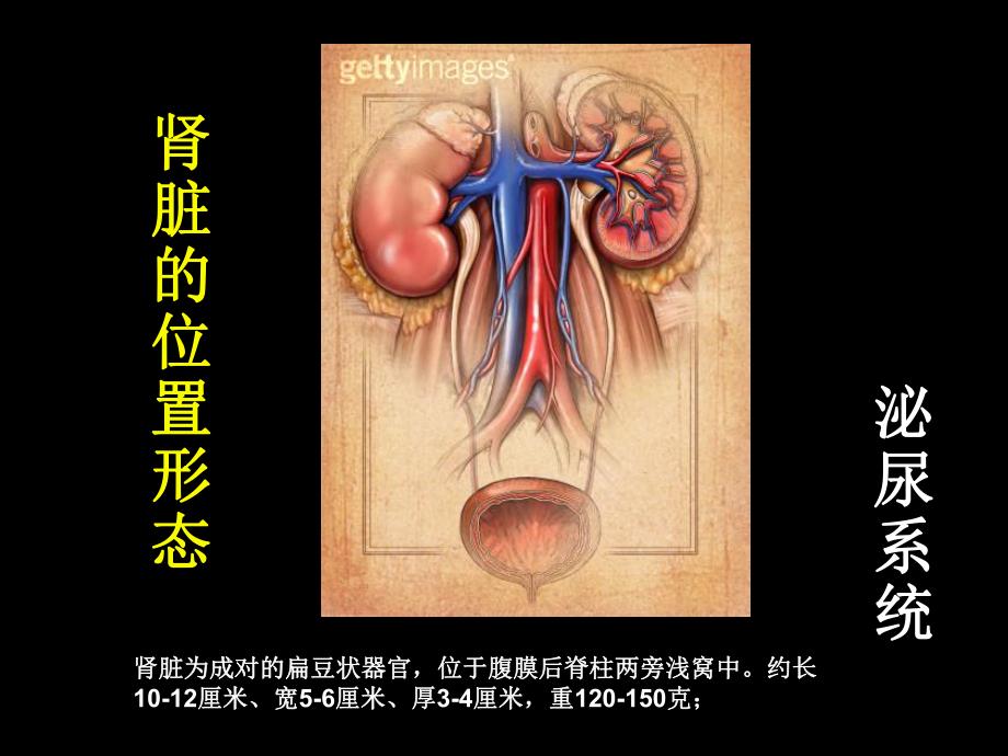 糖尿病肾病的诊断与治疗(教学ppt).ppt_第2页