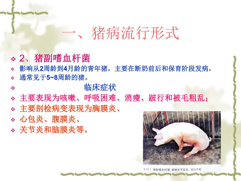 飞燕养猪场防治计划.ppt_第3页