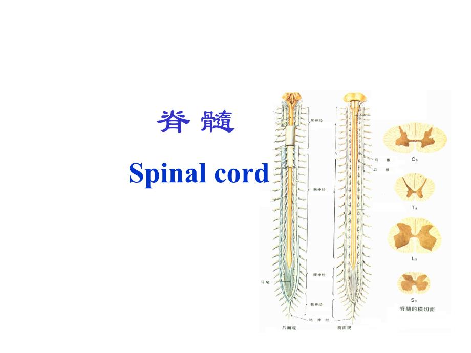 脊髓脑干小脑间脑.ppt_第2页