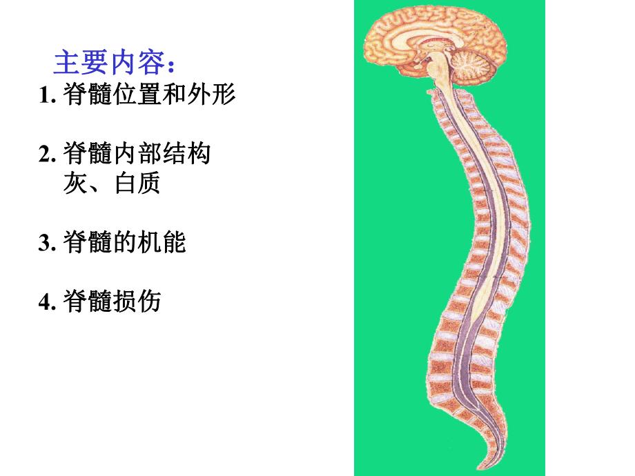 脊髓脑干小脑间脑.ppt_第3页