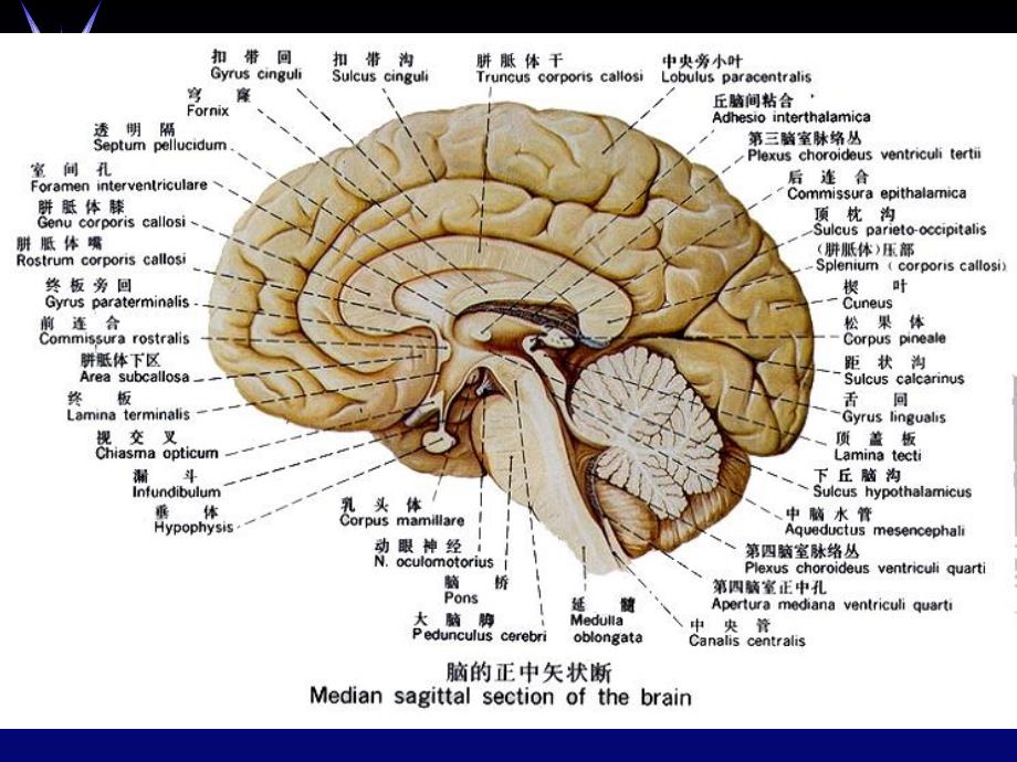 颅脑正常解剖.ppt_第3页