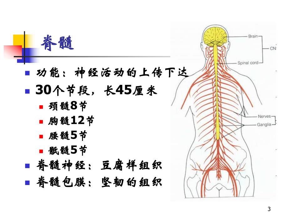 脊髓损伤评定.ppt_第3页