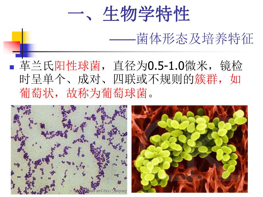 金黄色葡萄球菌检验.ppt.ppt_第2页