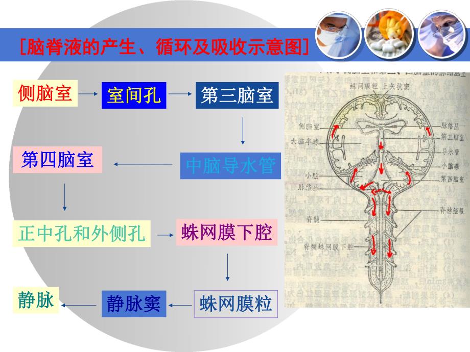 脑脊液检查.ppt_第3页