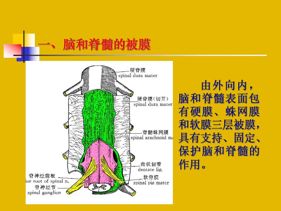 脑和脊髓的被膜血管与脑脊液2.ppt_第2页