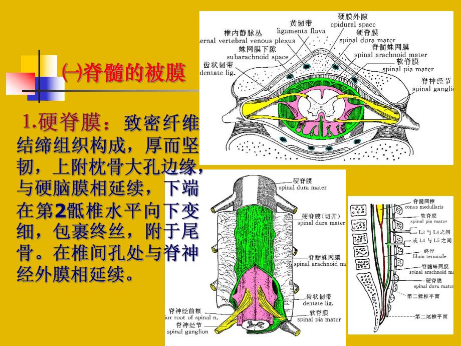 脑和脊髓的被膜血管与脑脊液2.ppt_第3页