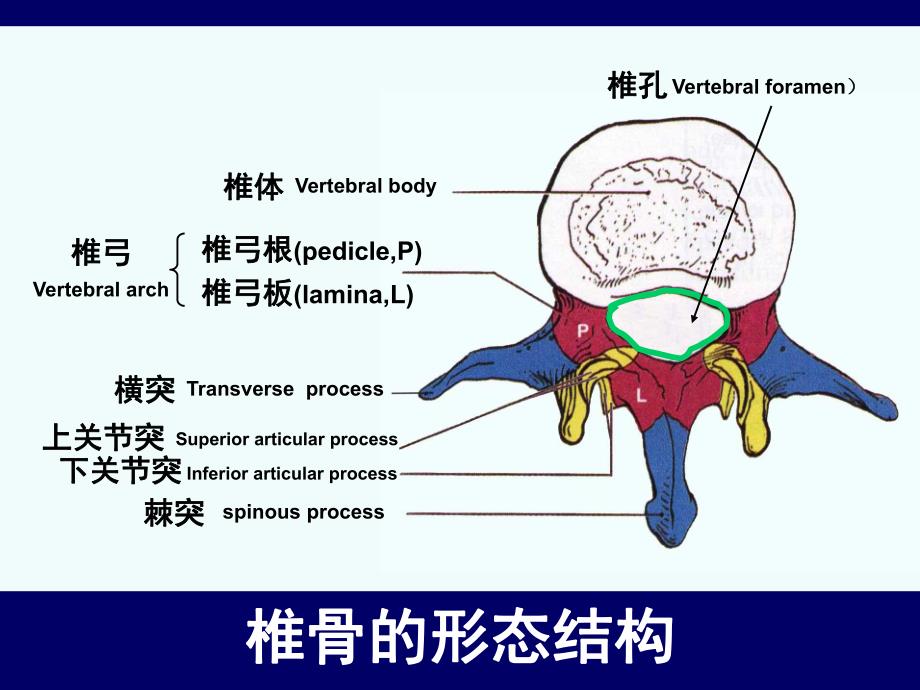 脊柱腰段解剖.ppt_第3页