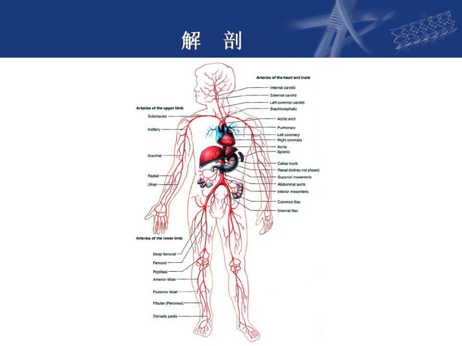 阜外大血管：腹部血管手术.ppt_第2页