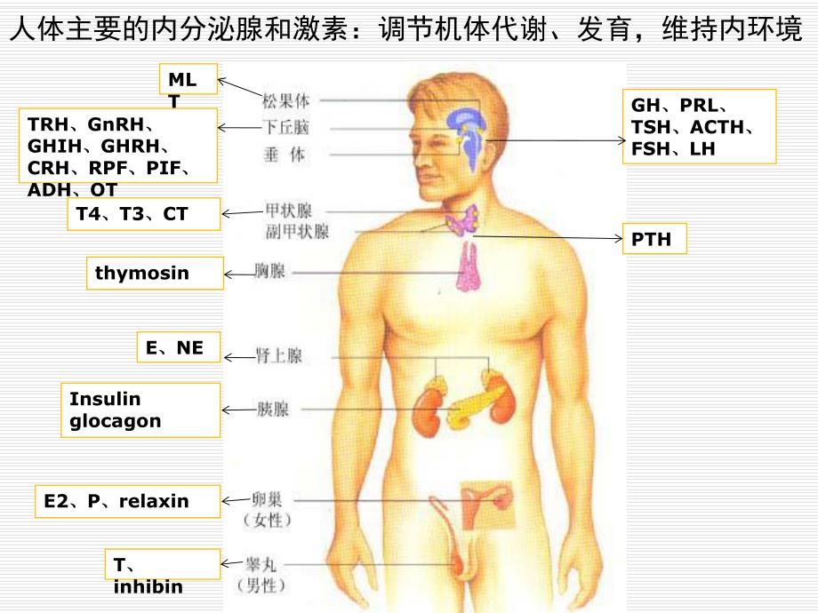 重症病人的内分泌功能紊乱.ppt_第3页