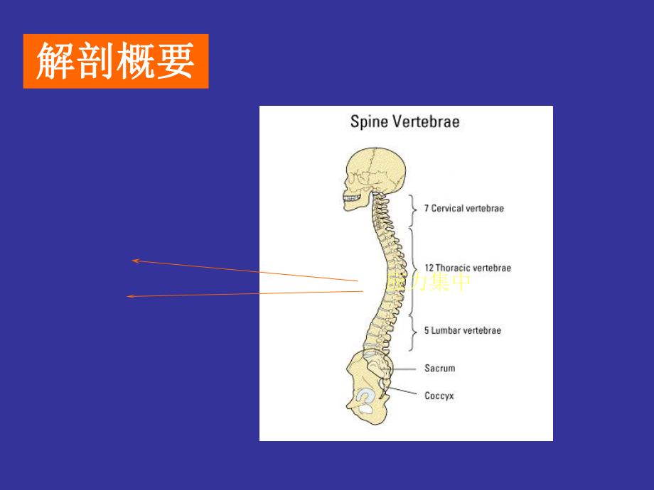 腰椎间盘突出症课件.ppt_第2页