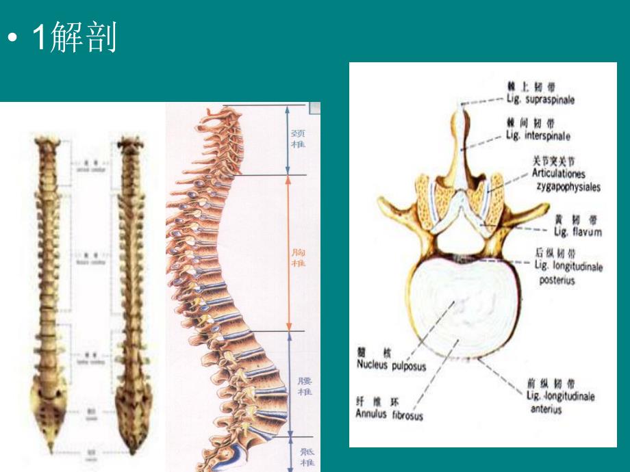 脊柱骨折1.ppt_第3页