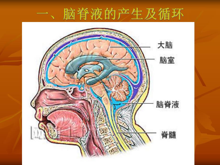 脑积水治疗和护理.ppt.ppt_第2页