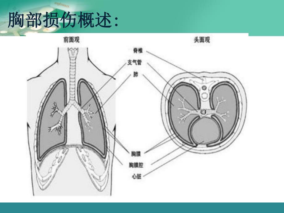 胸部疾病病人的护理.ppt_第2页