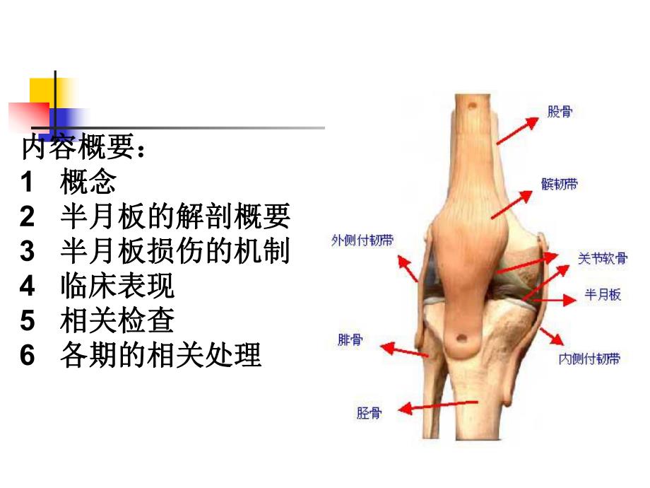 膝关节半月板损伤.ppt_第2页