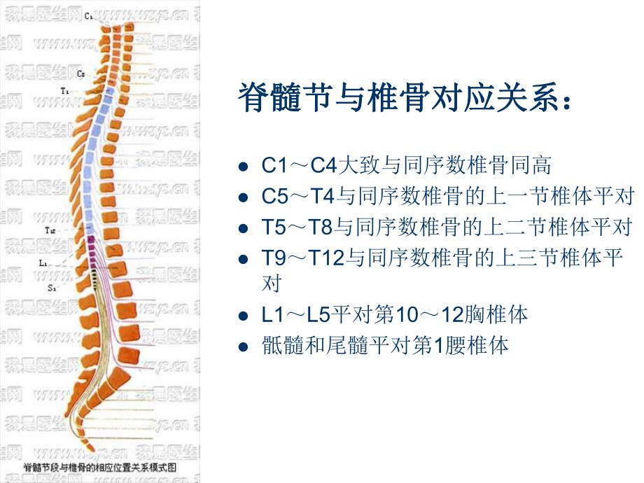 脊髓损伤的康复评定.ppt.ppt_第3页