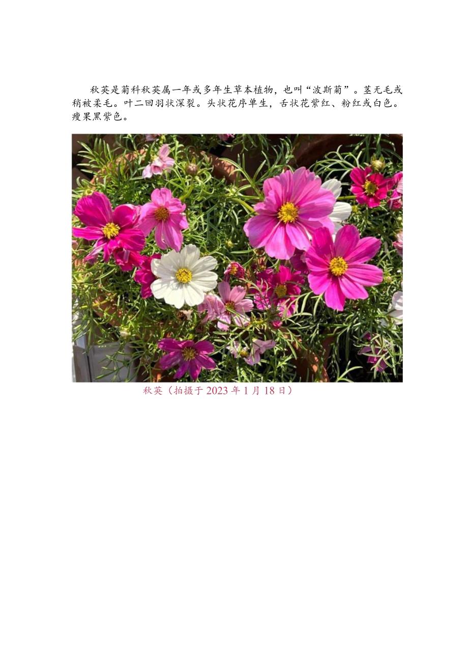 【菊科植物】秋英.docx_第2页