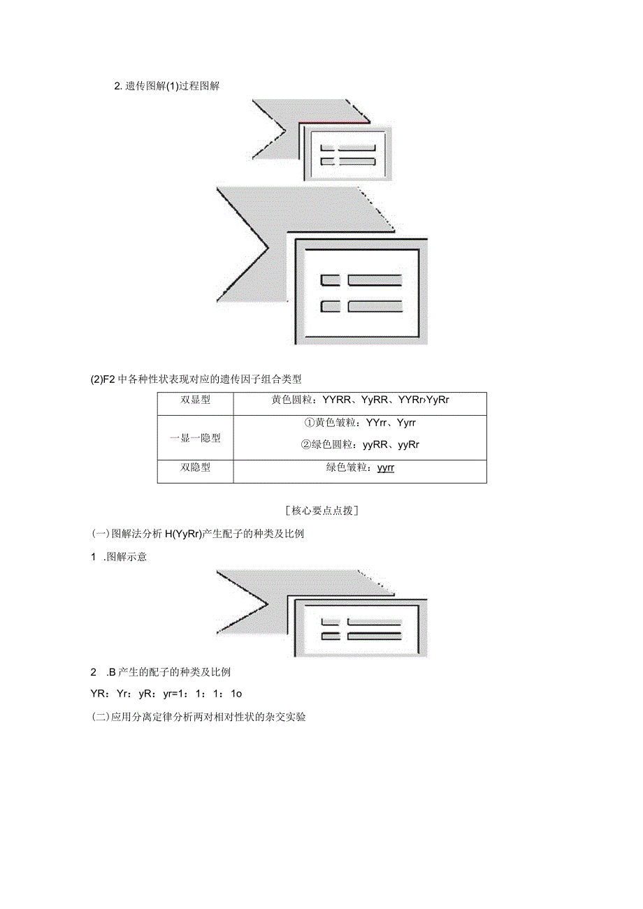 2023-2024学年苏教版必修二自由组合定律学案.docx_第2页