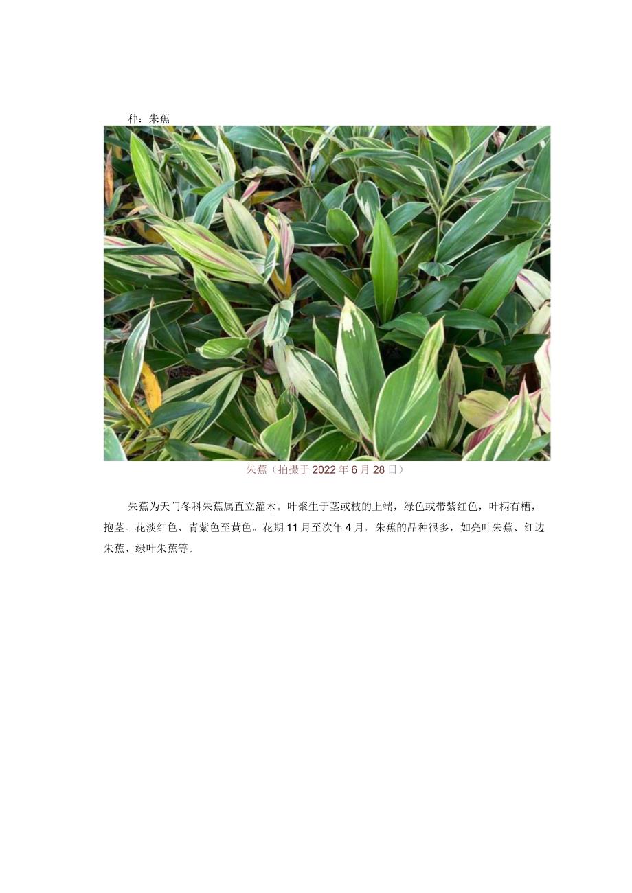 【天门冬科植物】朱蕉.docx_第3页