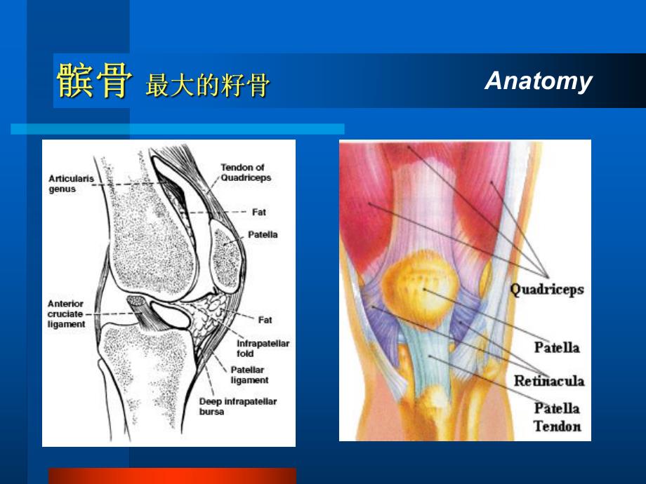 髌骨骨折专题教学讲座PPT.ppt_第2页