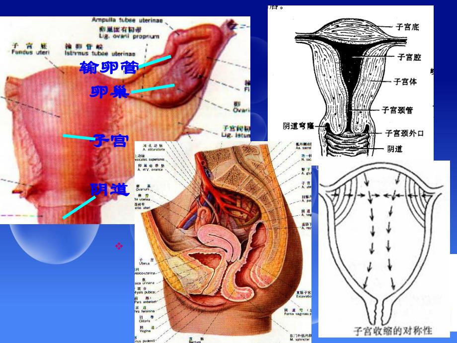 29 子宫平滑肌收缩药与舒张药.ppt.ppt_第2页