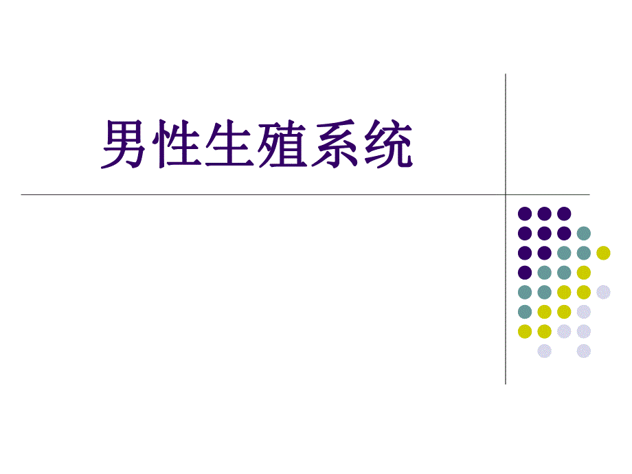 男性生殖系统.ppt_第1页