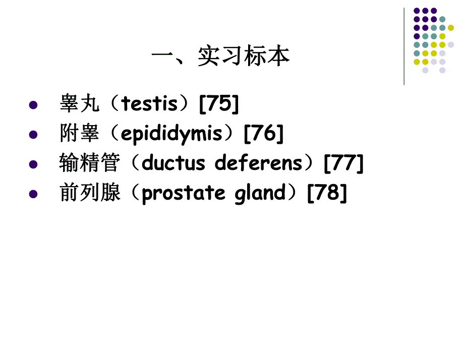 男性生殖系统.ppt_第3页