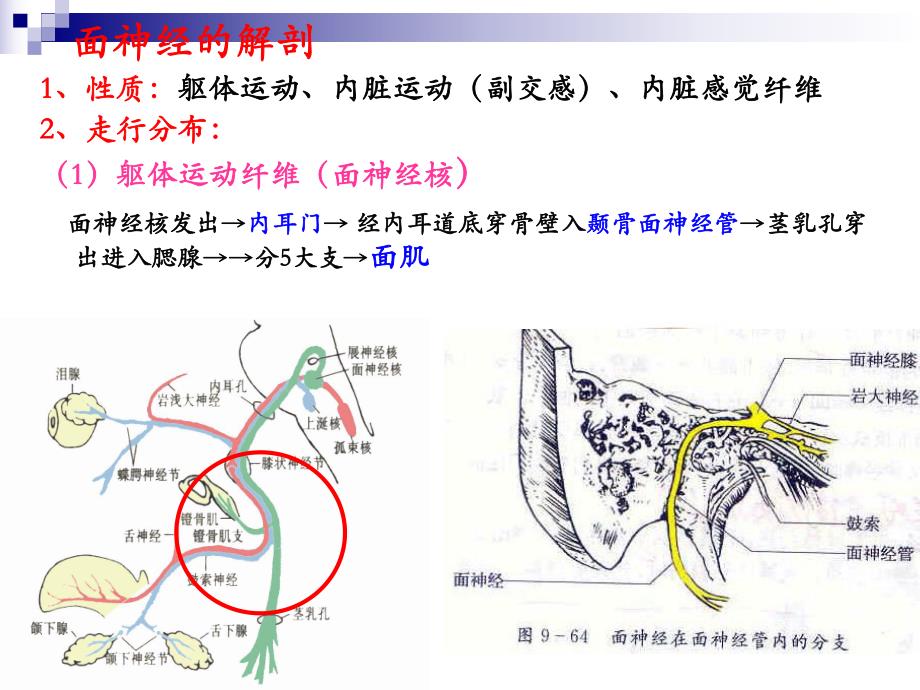 面神经炎的康复.ppt_第3页