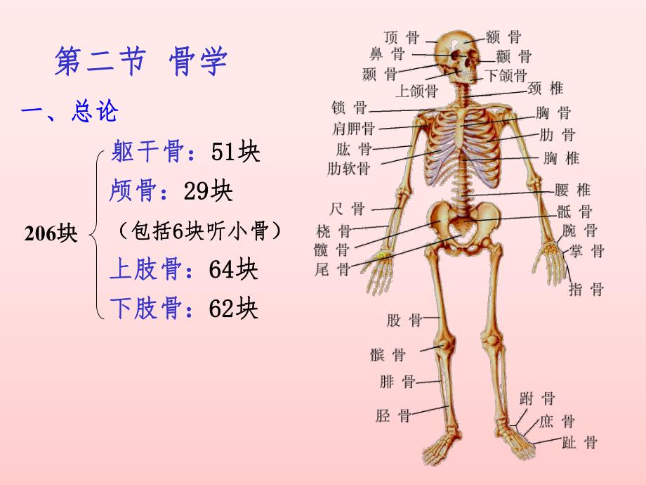 骨学PPT幻灯片.ppt_第3页