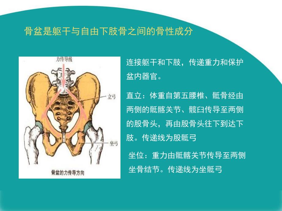 骨盆X线检查技术ppt幻灯片.ppt_第3页