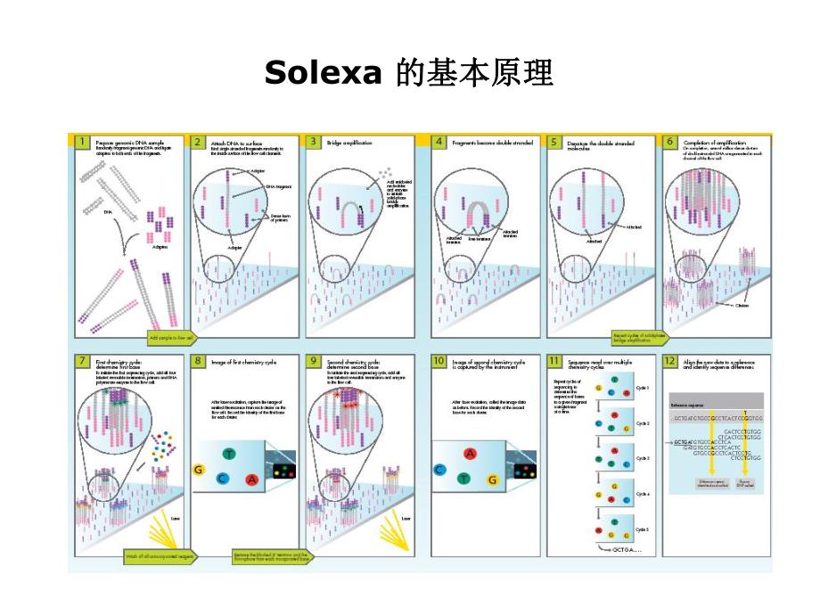 高通量测序原理.ppt_第3页