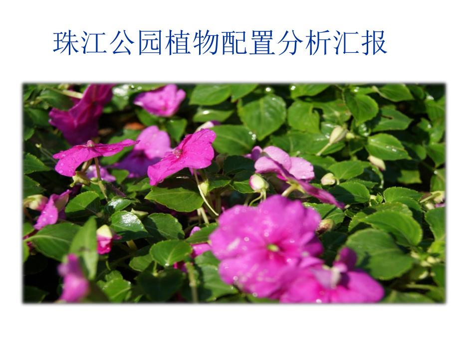 珠江公园植物分析汇报.ppt_第1页