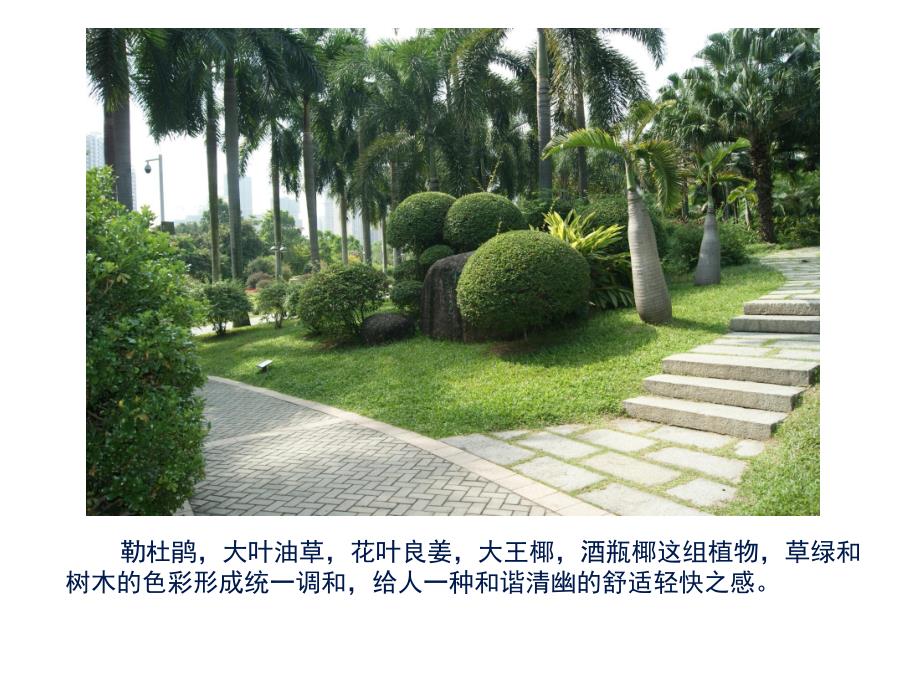 珠江公园植物分析汇报.ppt_第3页