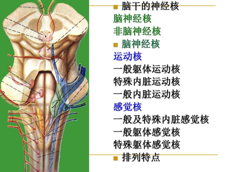 28.脑干内部结构.ppt_第3页