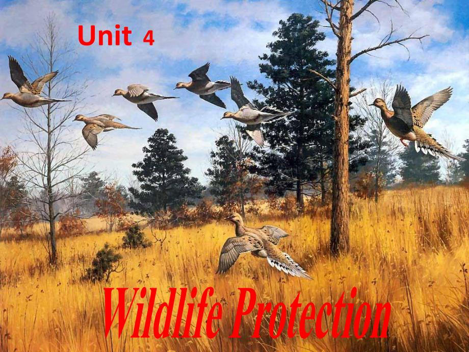 人教版高中英语课件：Unit 4 Wildlife Protection　.ppt_第1页