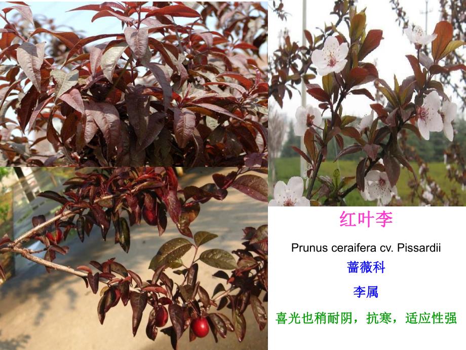 园林植物名称及图片.ppt_第1页