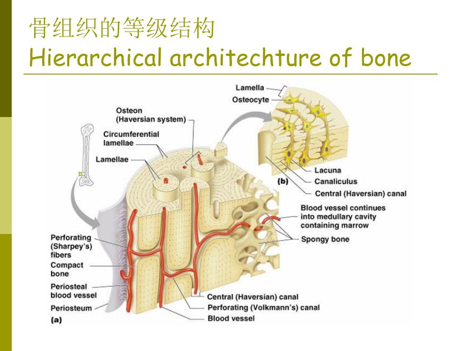 组织工程学天然高分子材料之胶原.ppt_第2页