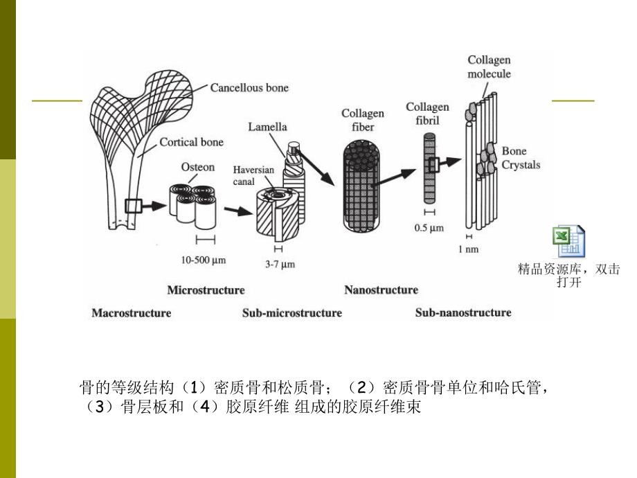 组织工程学天然高分子材料之胶原.ppt_第3页