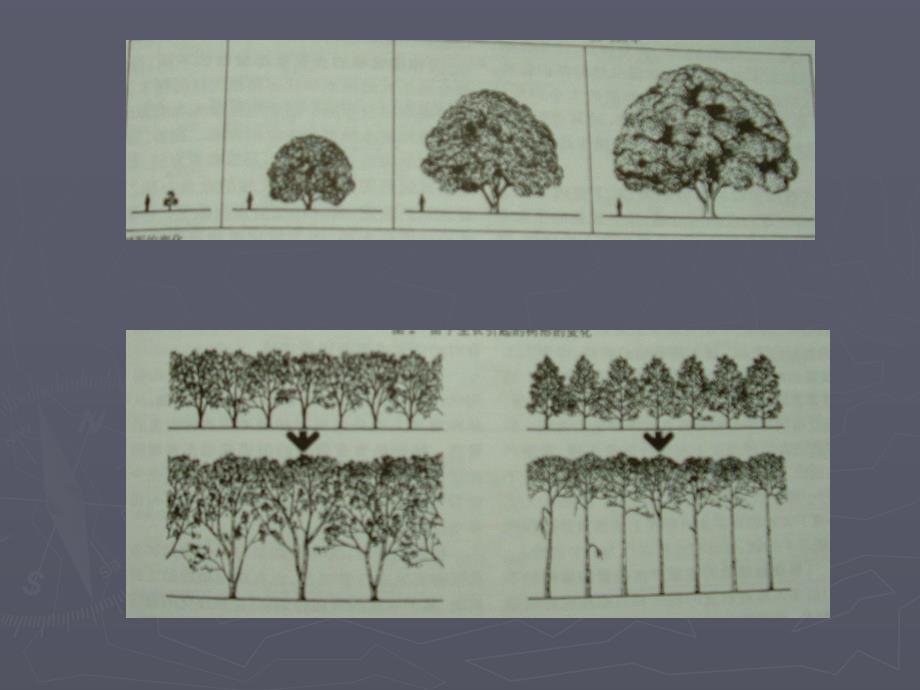 第三章与景观设计相关的植物特征.ppt_第3页