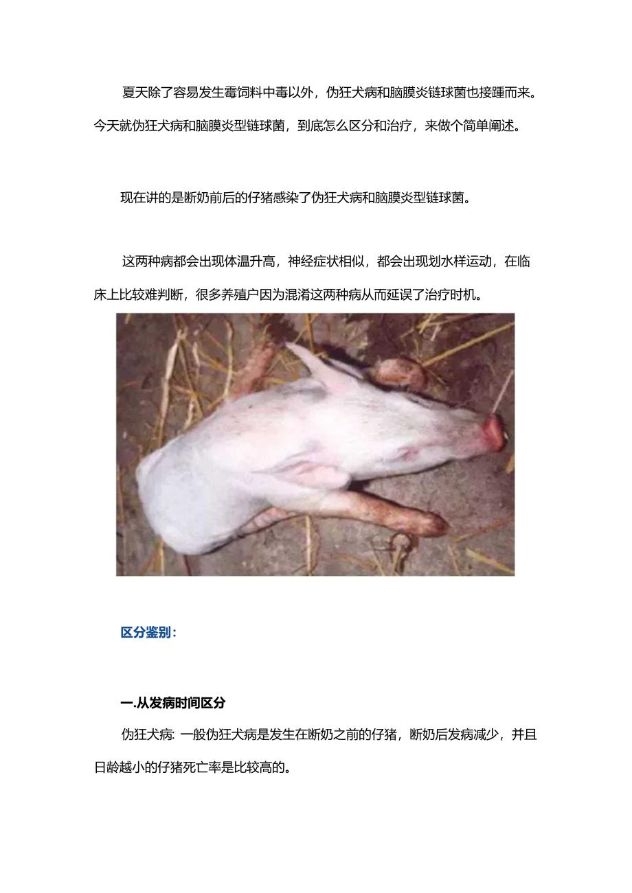 仔猪伪狂犬病和脑炎链球菌的鉴别及治疗.docx_第1页