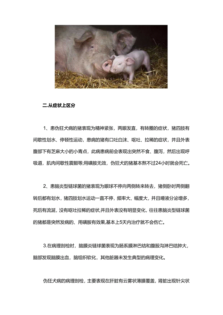 仔猪伪狂犬病和脑炎链球菌的鉴别及治疗.docx_第3页