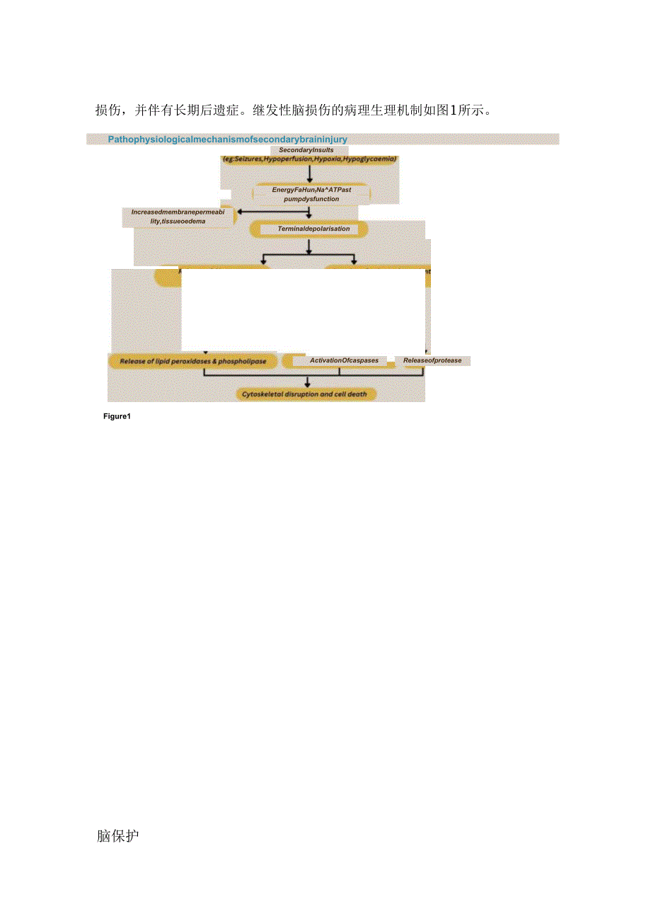 神经保护和继发性神经元损伤机制2024.docx_第2页