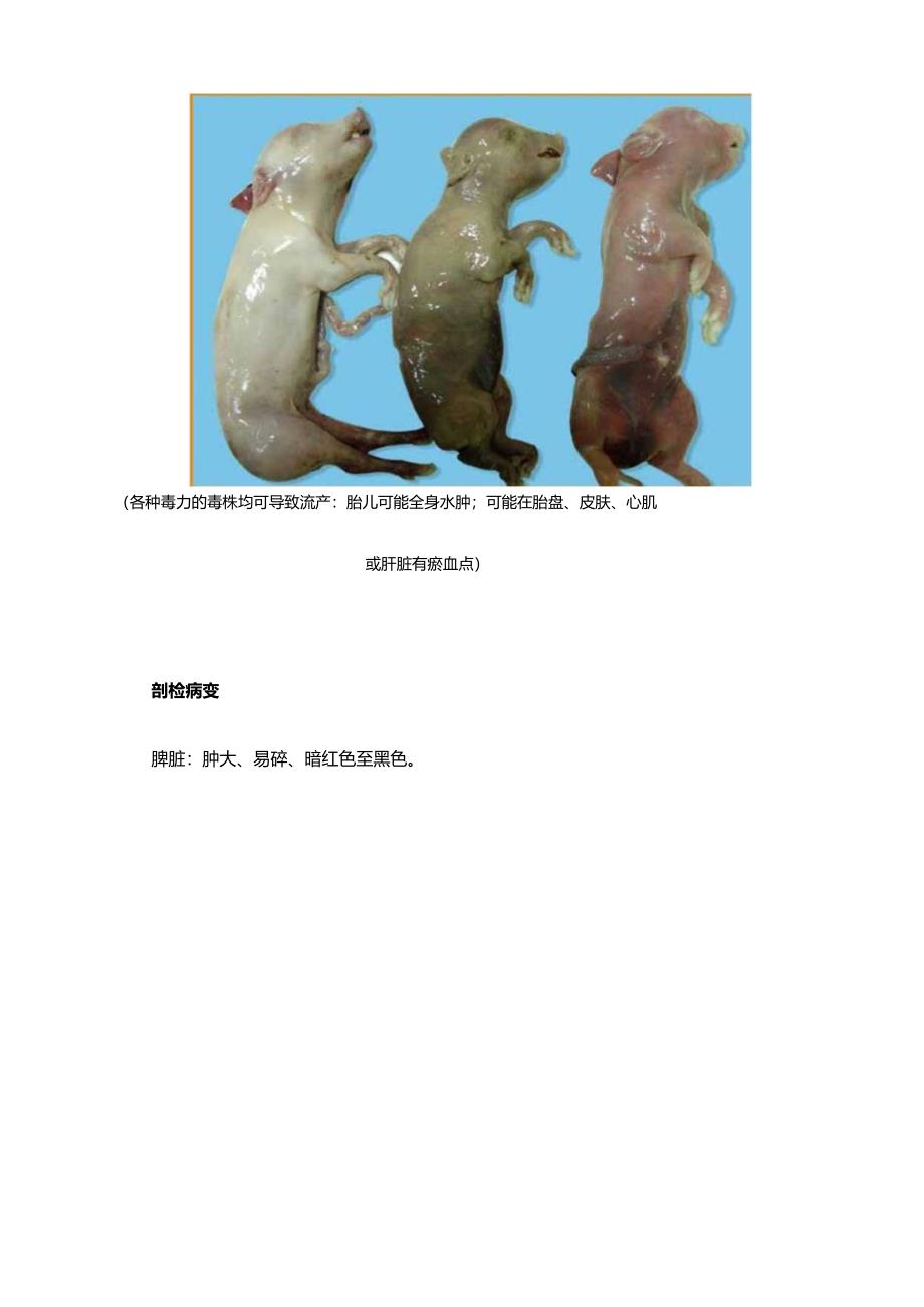 非洲猪瘟防控知识 非洲猪瘟的临床症状、鉴别诊断等.docx_第3页