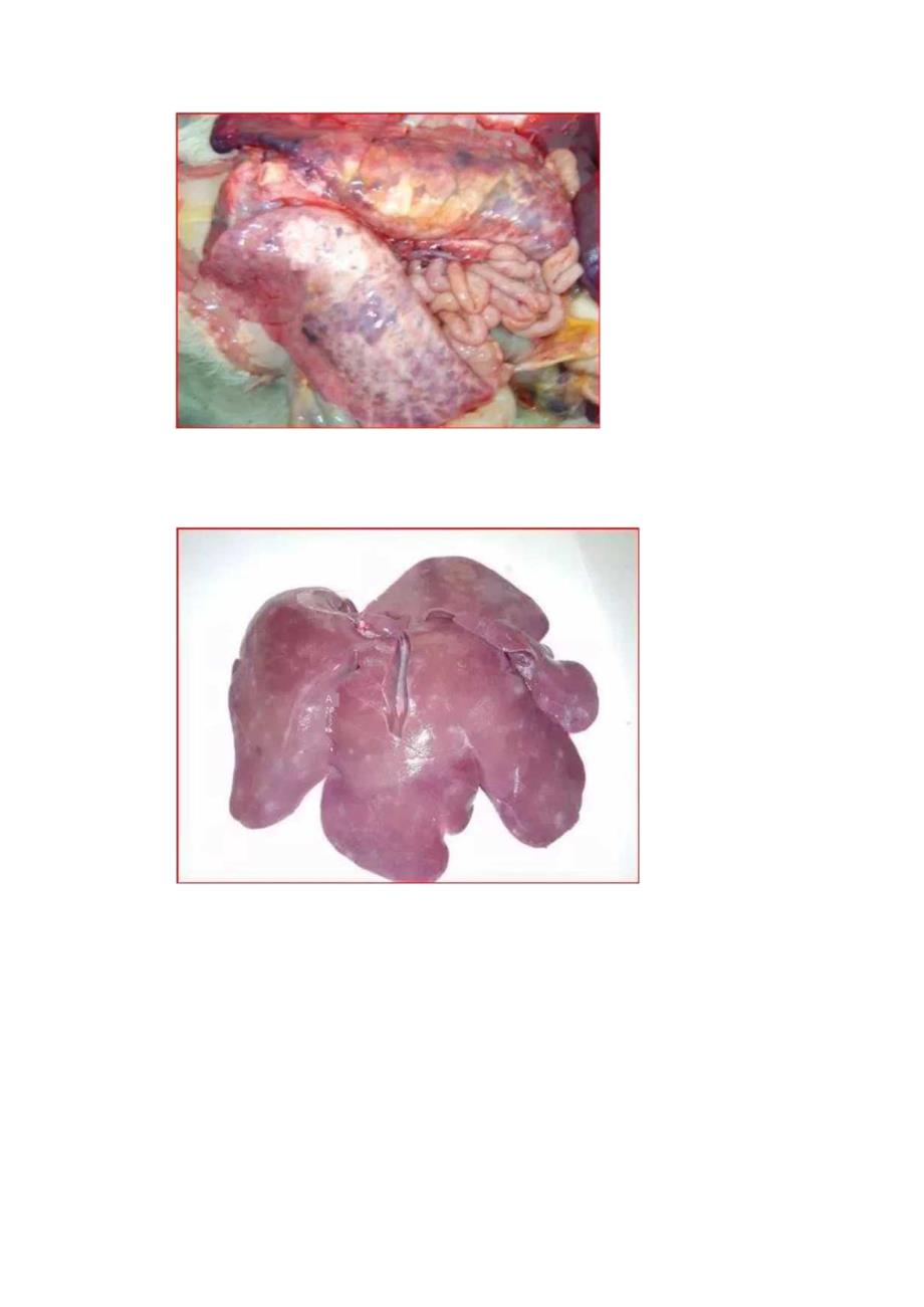 蓝耳、圆环、伪狂犬三大免疫抑制性疫病在临床上有何异同？.docx_第2页