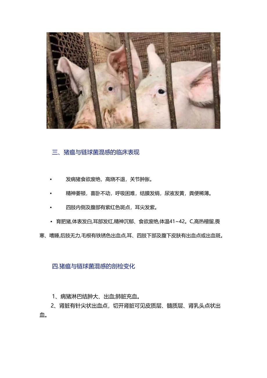 猪瘟与链球菌混感的防治措施你了解多少？.docx_第2页