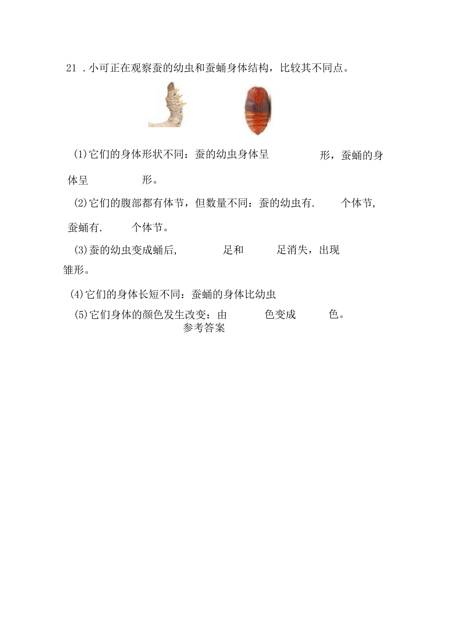 2-4 蚕变了新模样（分层练习）-三年级科学下册（教科版）.docx_第3页