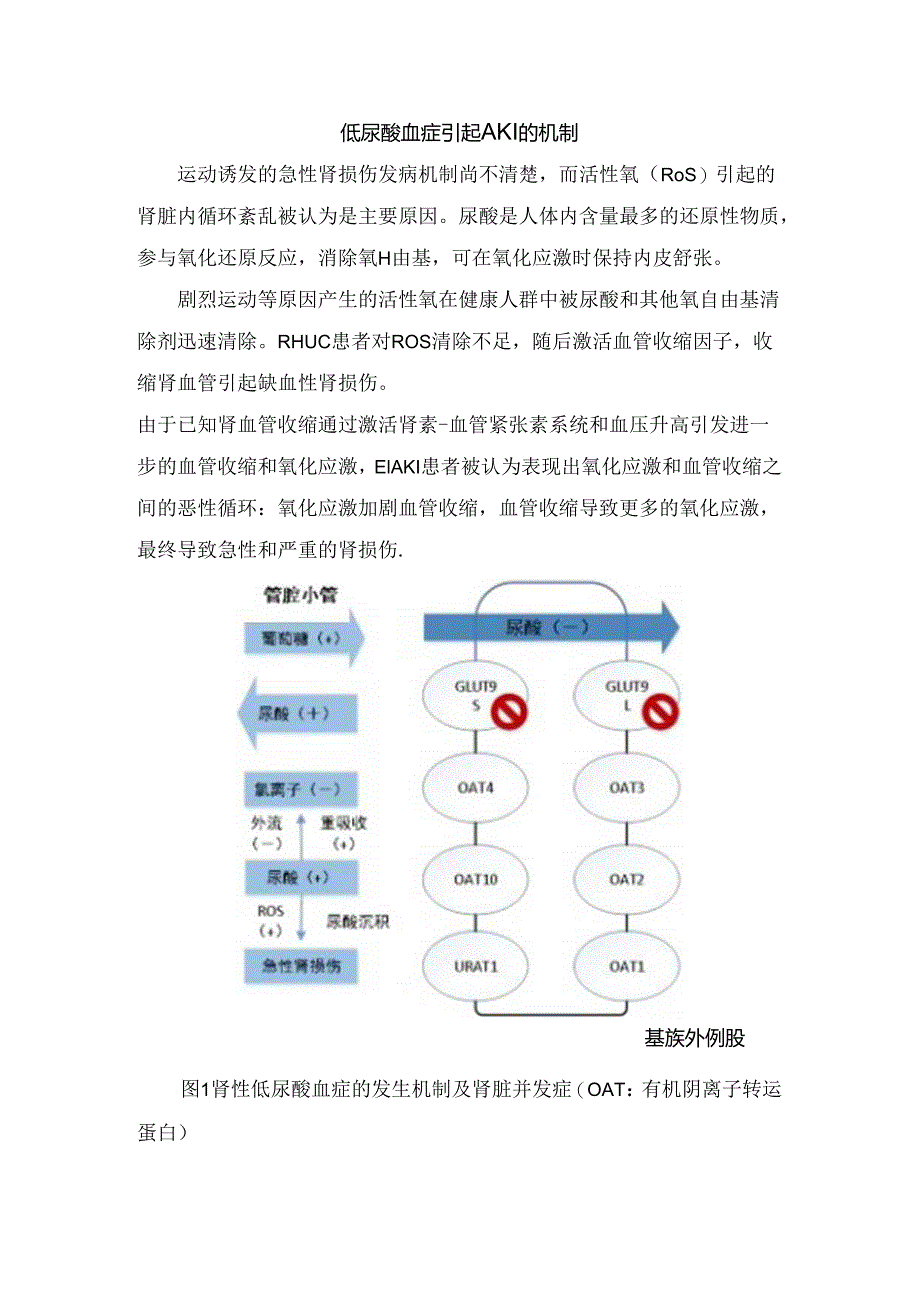 临床尿酸作用、低尿酸血症原因、基因突变影响肾小管运转作机制、低尿酸血症机制与治疗原则及总结.docx_第3页