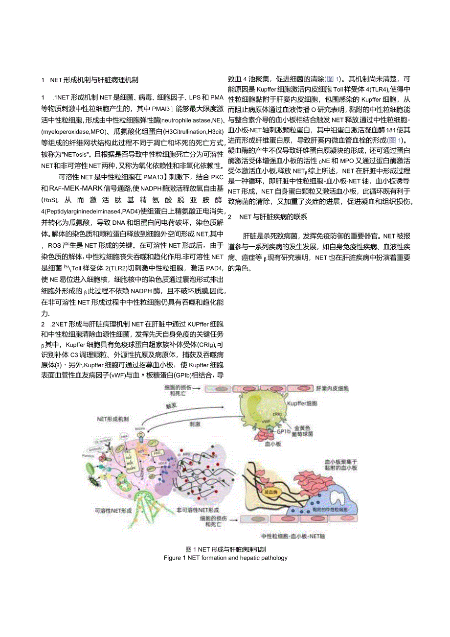 中性粒细胞胞外诱捕网（NET）与肝脏疾病的关系.docx_第2页