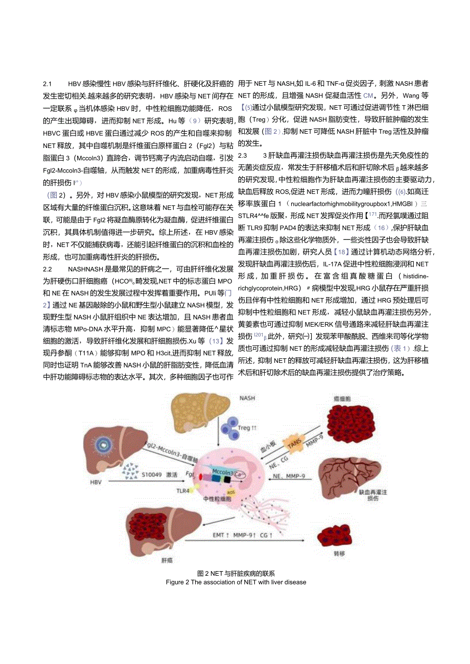 中性粒细胞胞外诱捕网（NET）与肝脏疾病的关系.docx_第3页